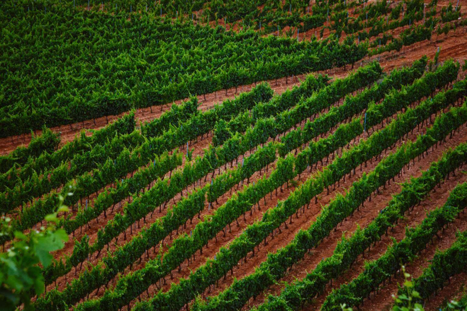 La comunicación en el mundo del vino, por Ciento Volando