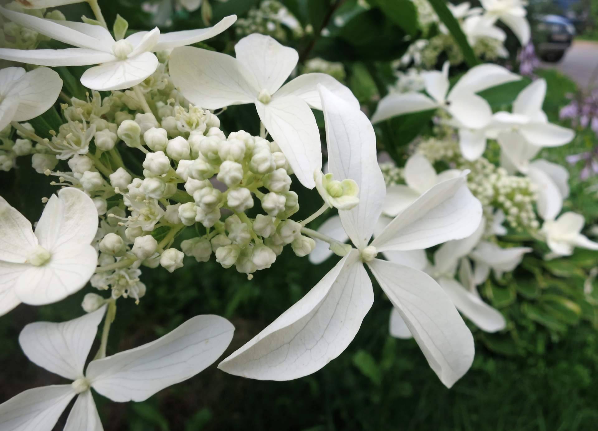 Venta de paniculata blanca en Rosistirem