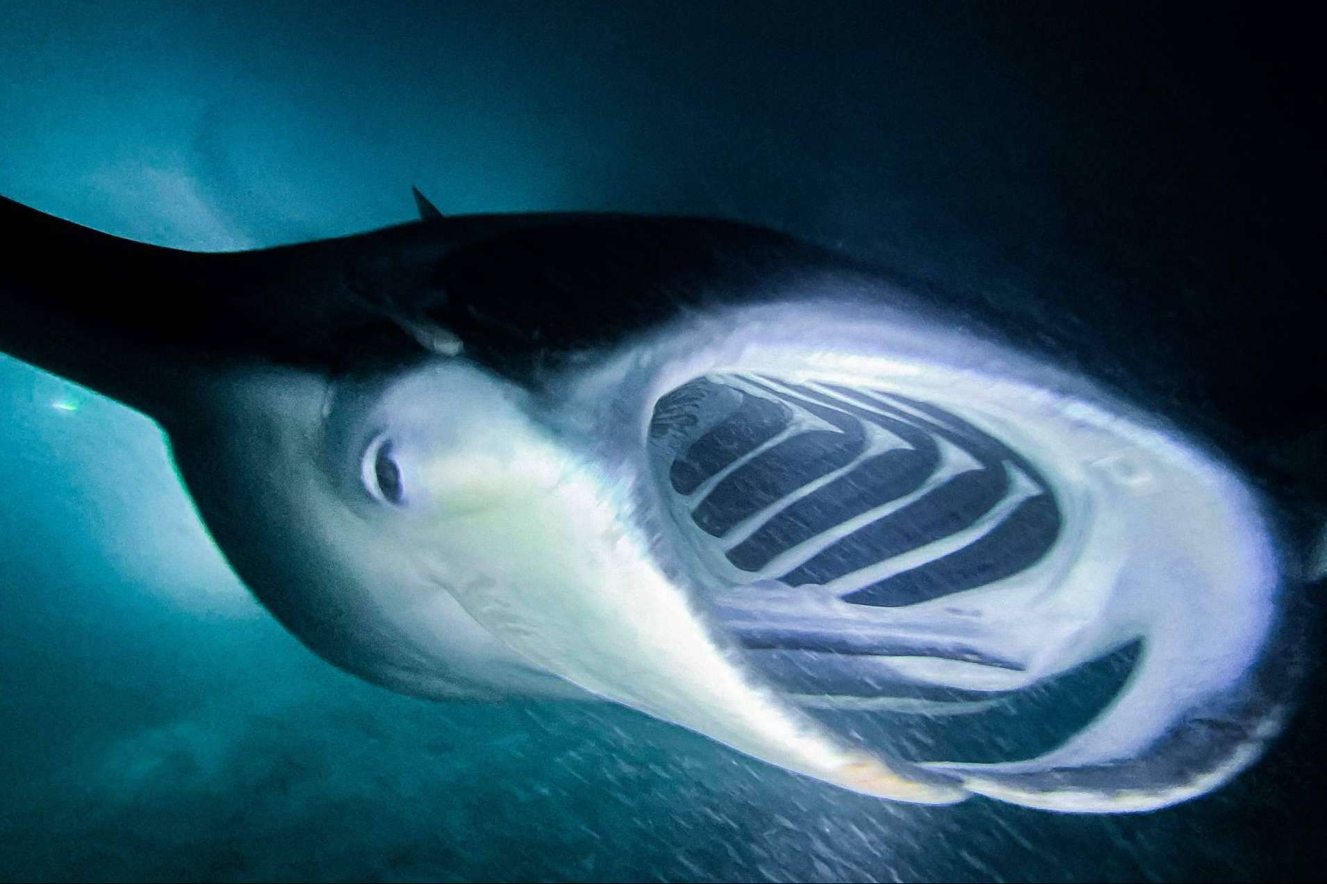 Drop Dive Maldives ofrece una experiencia submarina en Rasdhoo y Fuvahmulah