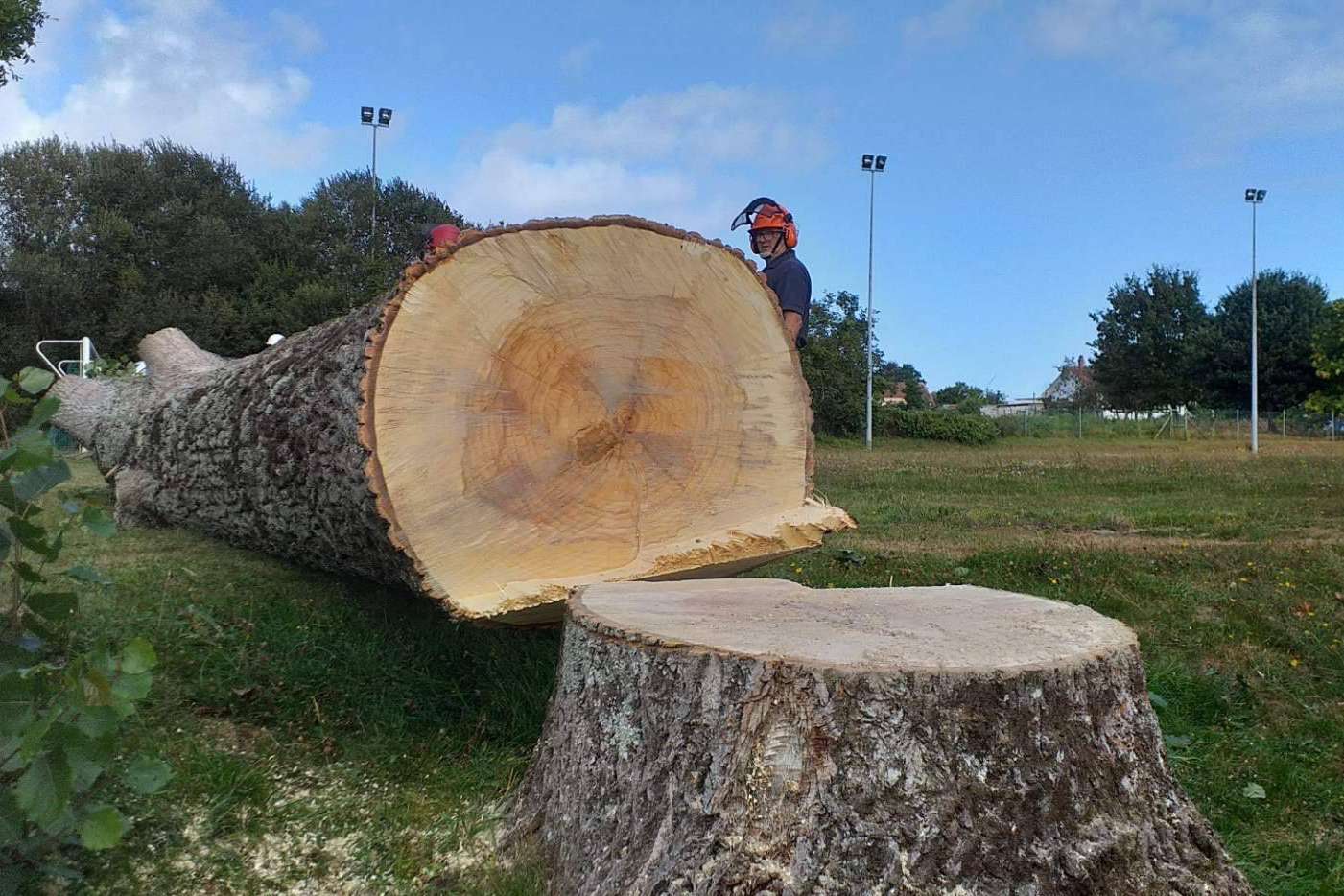 PODAprofesional facilita cursos de Poda y Tala en Altura para técnicos forestales