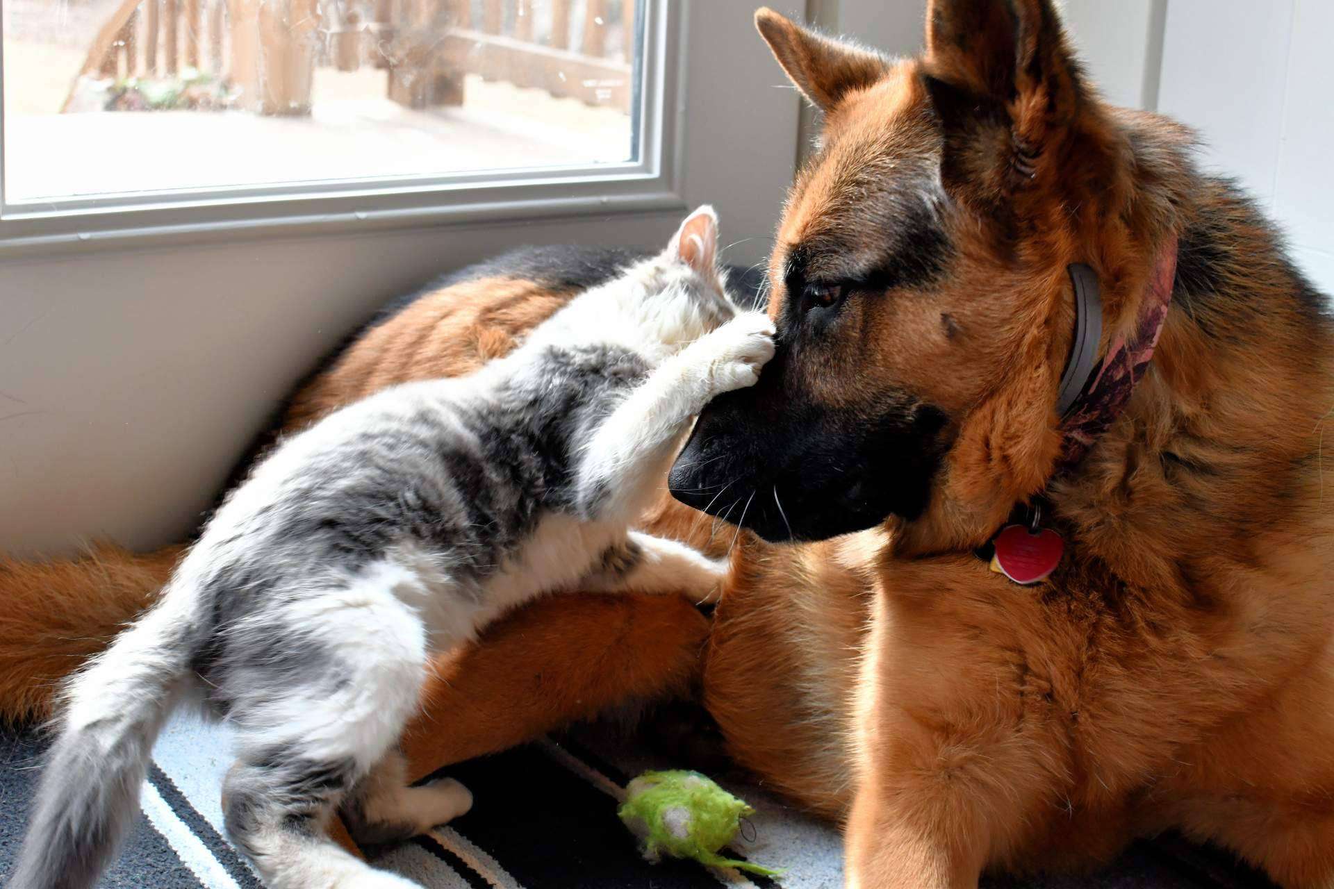 La plataforma web Mascotas Adopción facilita la adopción de perros y gatos