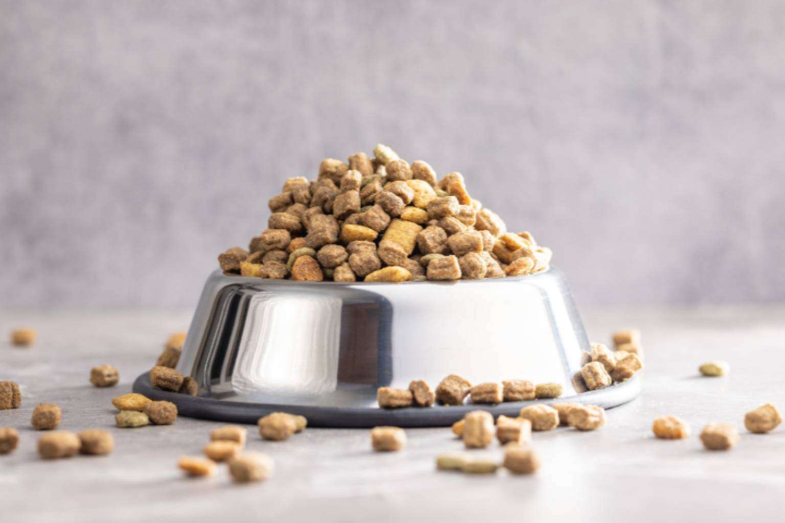 Proteínas hidrolizadas; cómo mejorar la nutrición diaria de perros y gatos