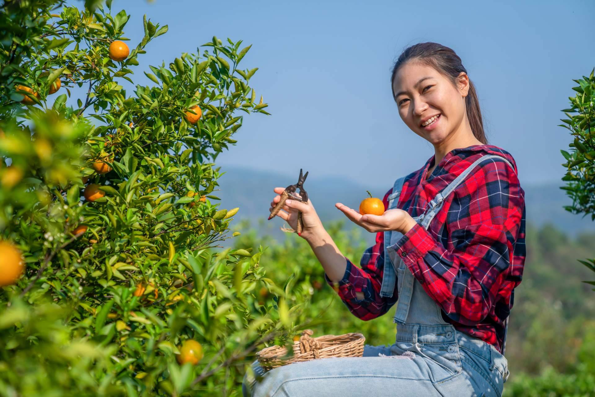 El Citrus Greening desafía la producción mundial de zumo de naranja