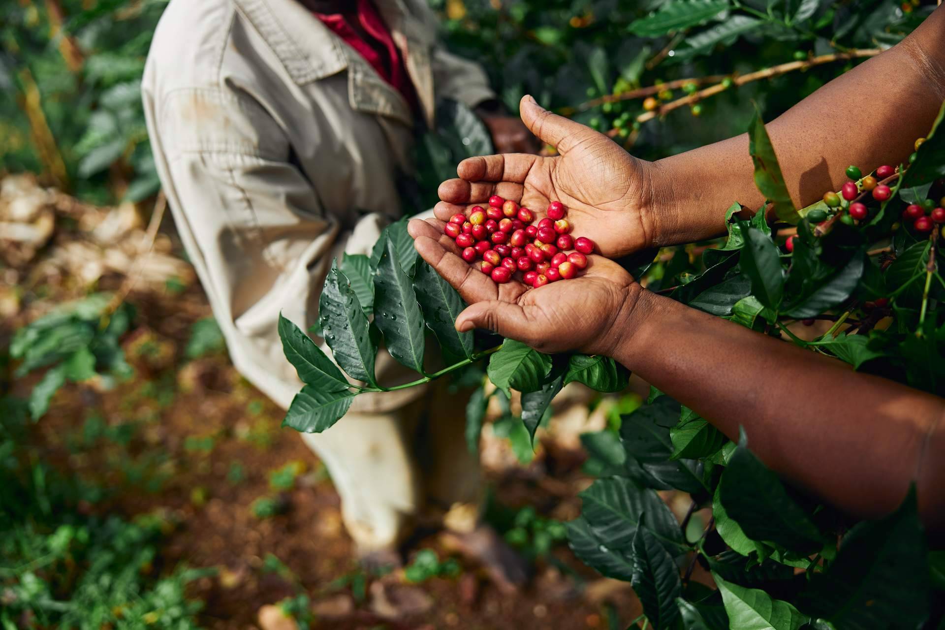 Fresh OCS; el aliado perfecto para disfrutar de café de especialidad en la oficina