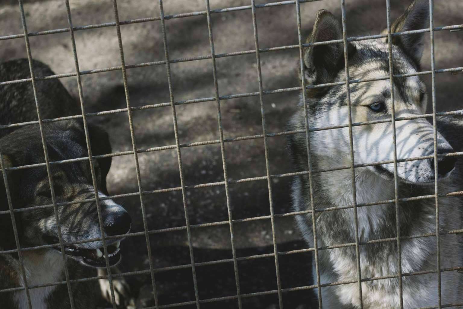 Refugios y protectoras; el reto de alimentar a miles de animales sin hogar