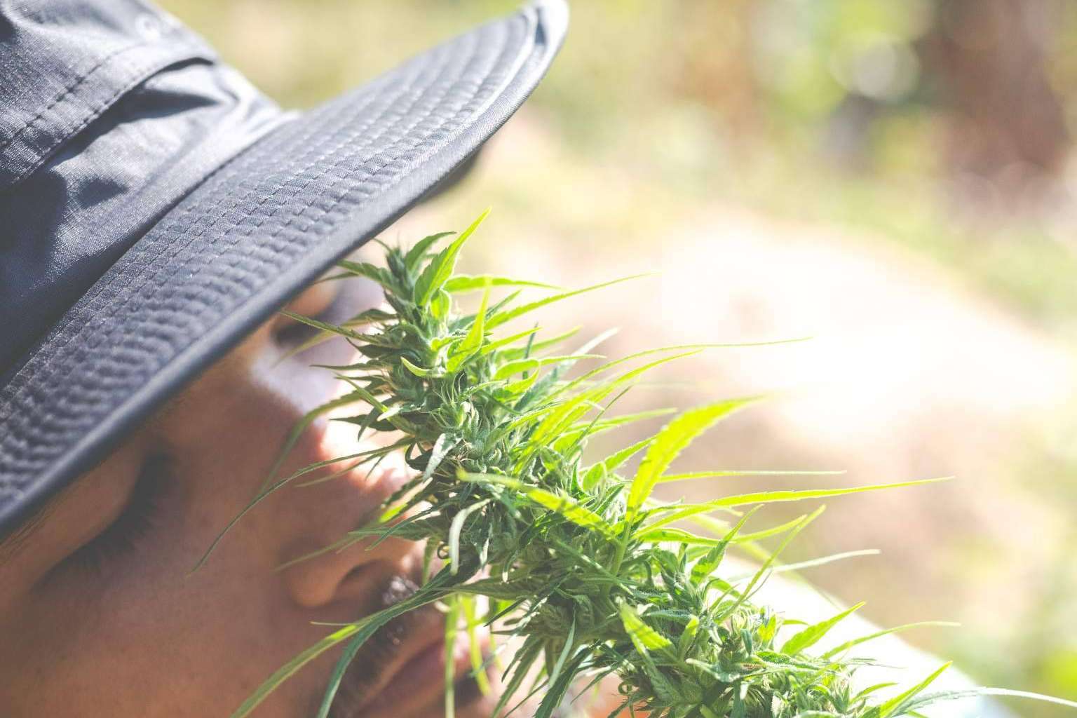 Los efectos del CBD; 7 beneficios que la ciencia ya ha comprobado