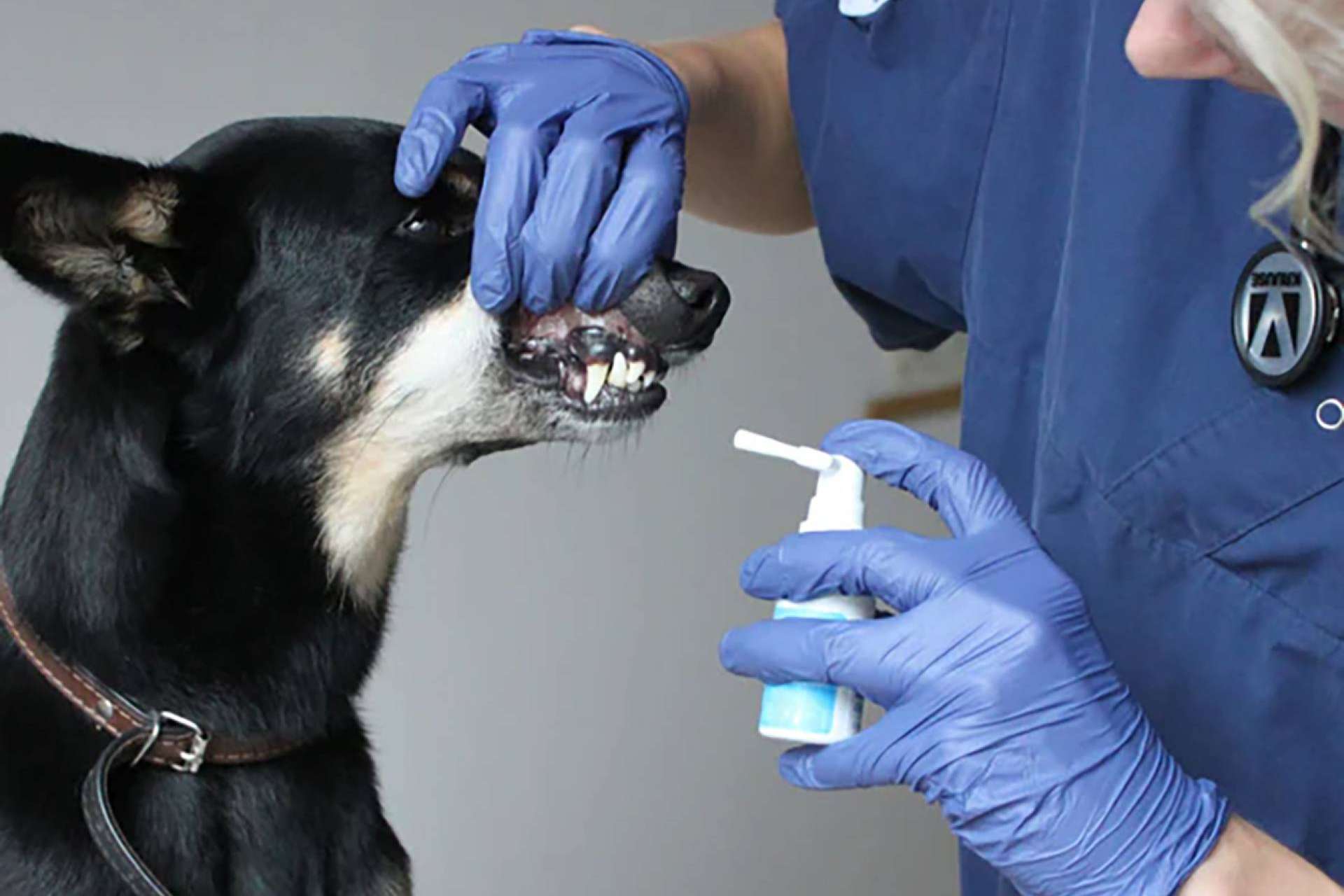 Adiós al sarro y al mal aliento; así protege Kalzyme la boca de las mascotas