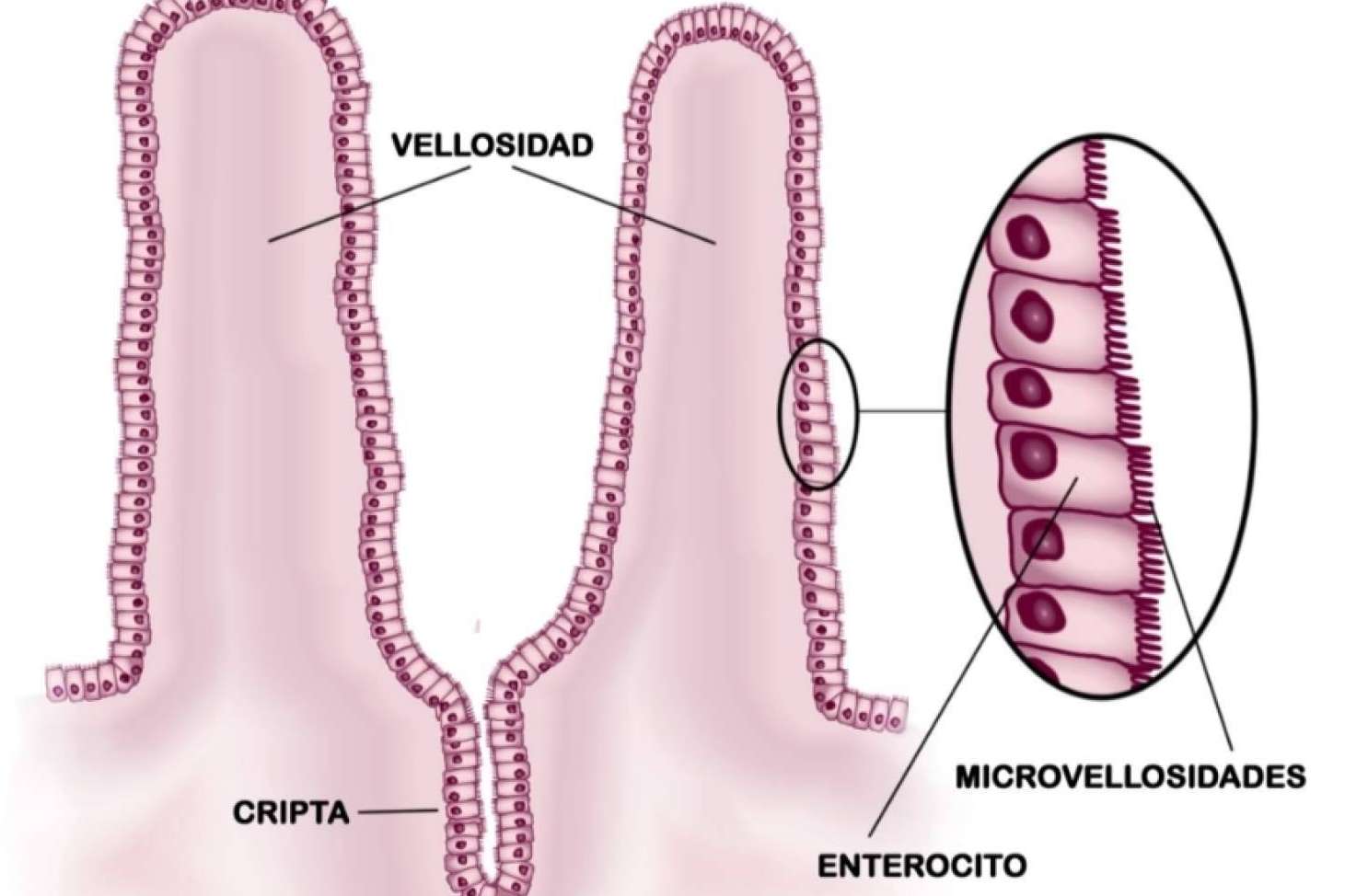 La permeabilidad intestinal; una patología emergente con implicancias sistémicas