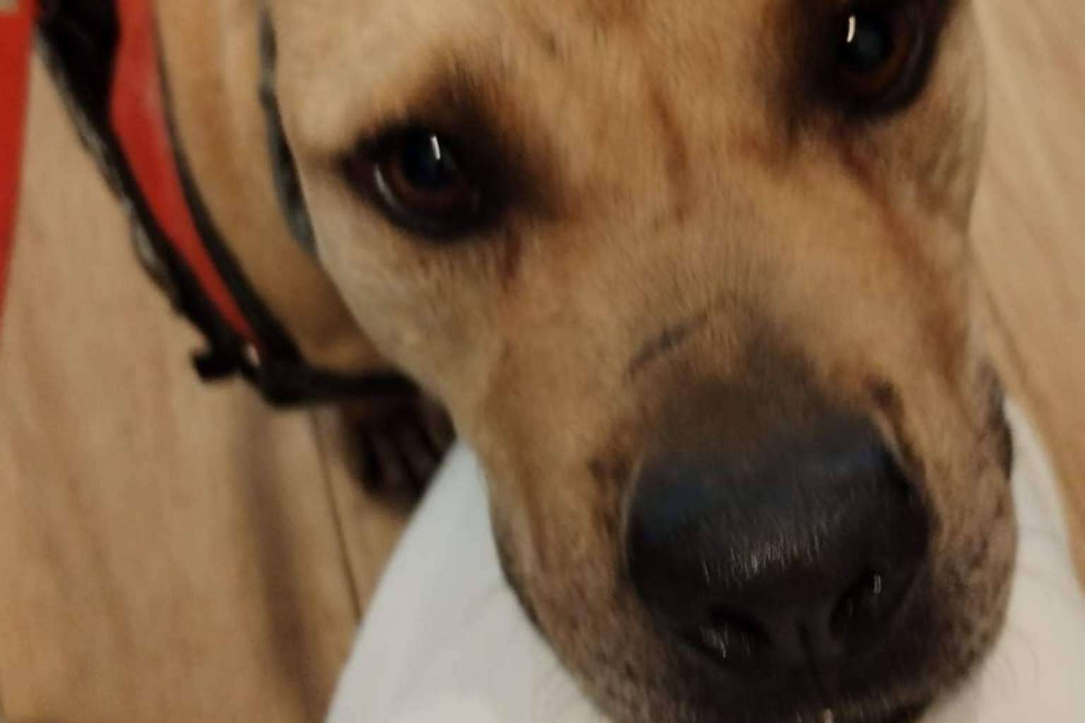 El abandono y el maltrato animal aumentan mientras SOS Salvando Vidas alerta de su límite operativo sin apoyos externos