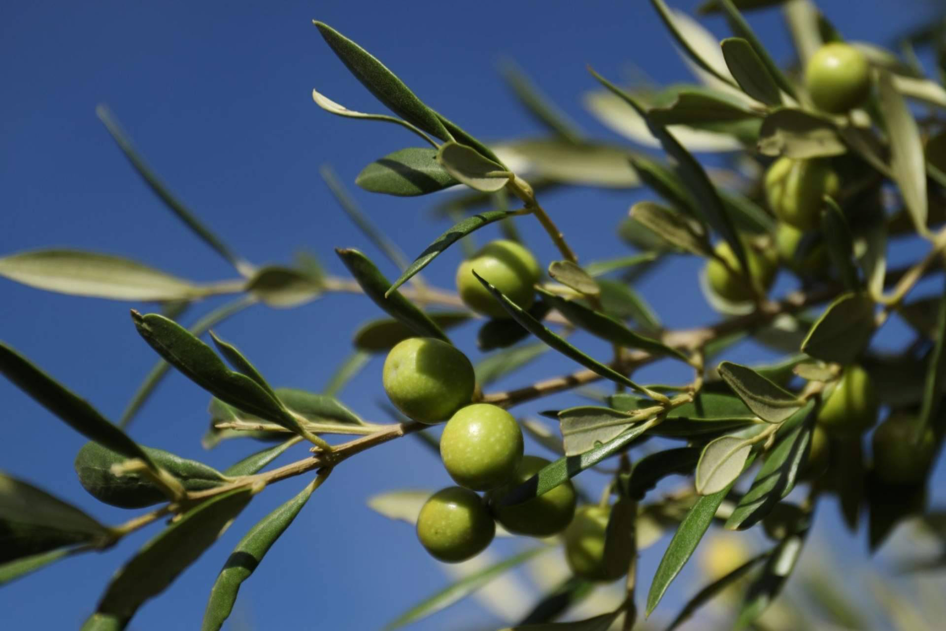 Bodegas Gancedo lanza 'La Heredera', uno de los primeros aceites 100% Bierzo