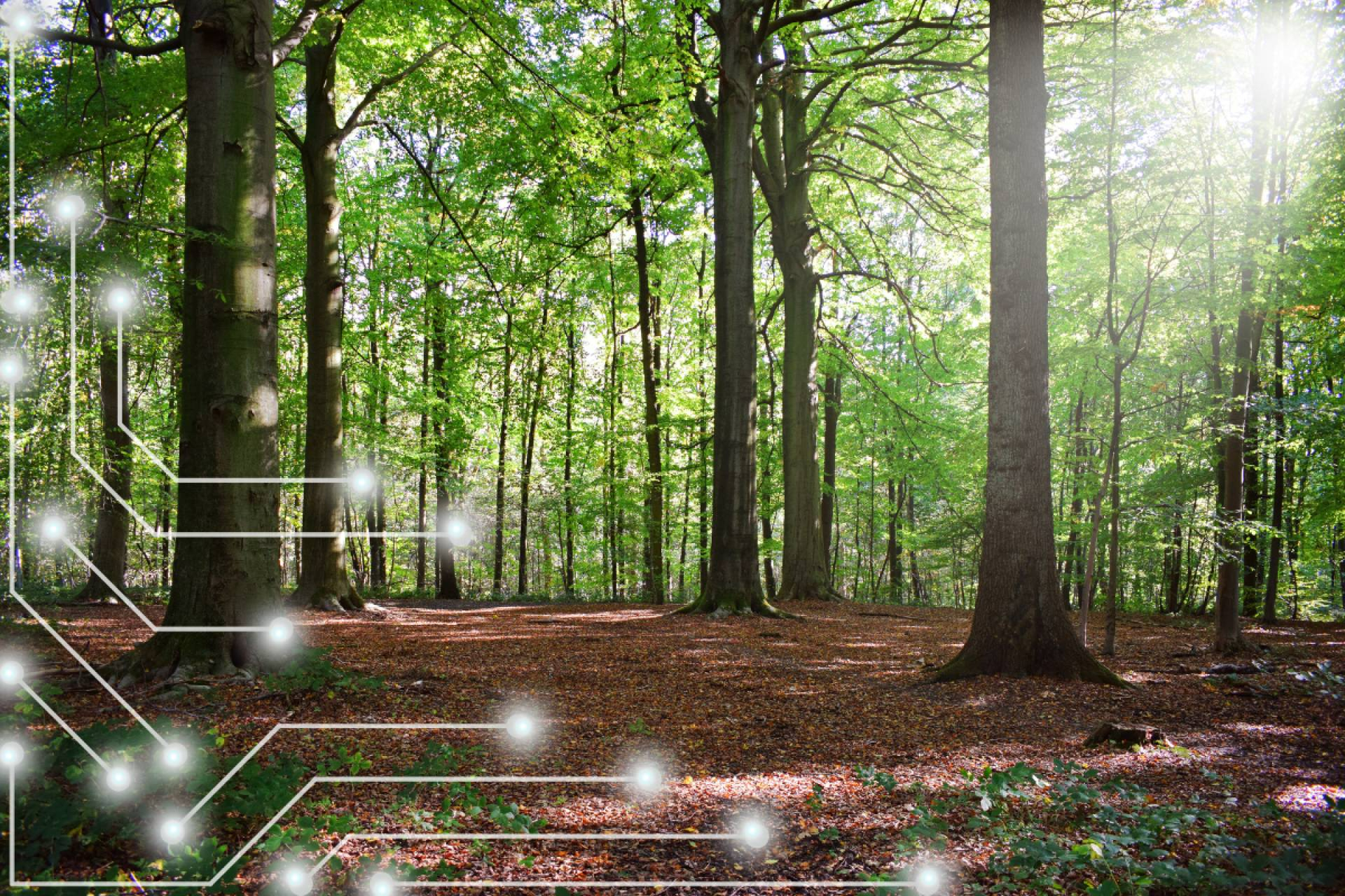 CO2GESTIÓN lidera la digitalización del sector forestal con tres proyectos dentro de RETECHFOR