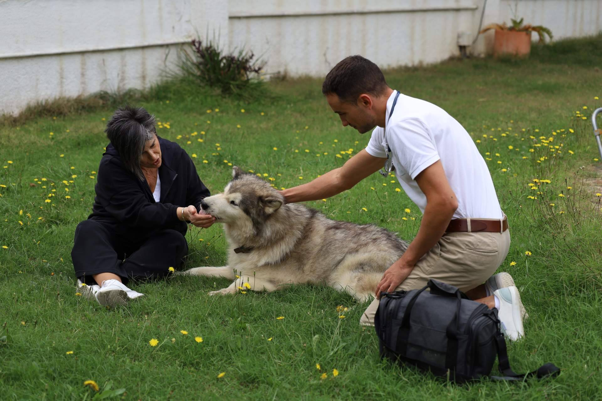 After Life Vets crece en toda España y busca veterinarios con vocación de acompañar