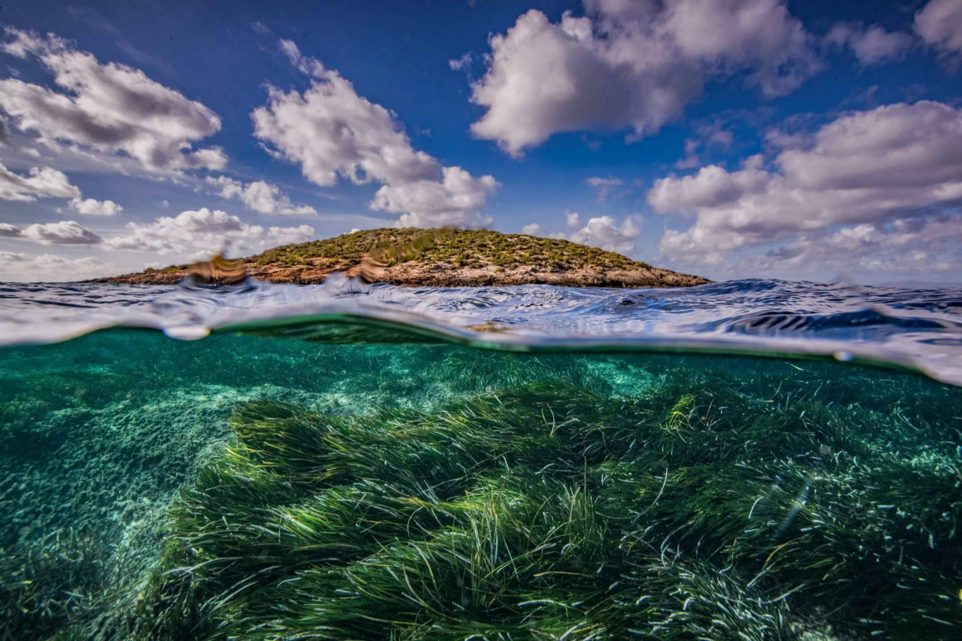 La restauración de la posidonia es vital para combatir el cambio climático