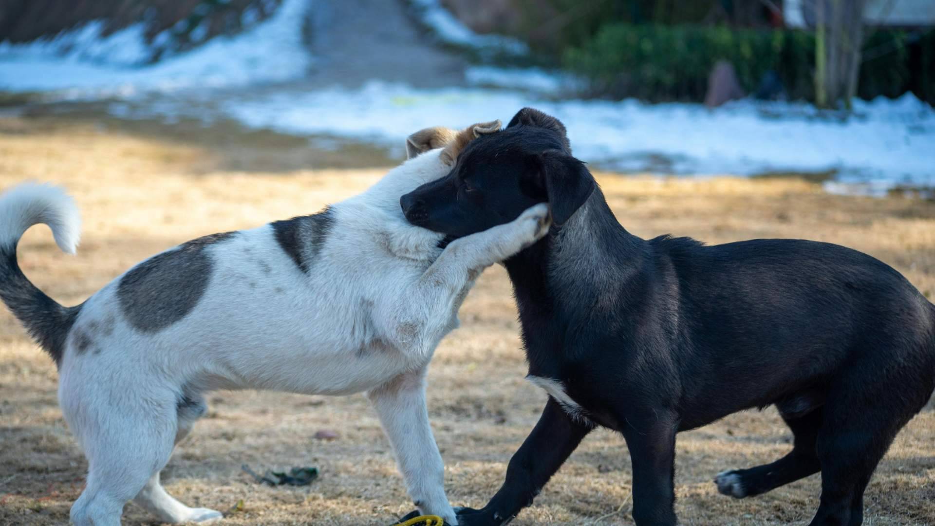 Friendog estrena geolocalización social para perros y supera los 250.000 usuarios